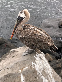 Pelican, San Cristóbal
