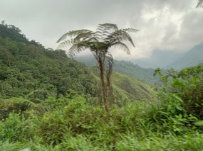 Cloud Forest en route to Cuenca