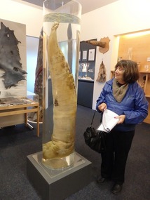 Whale of a penis
