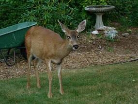 Deer feeding in Terry & Diana's back garden