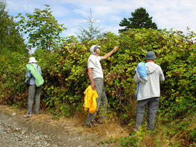 Eating wild blackberries on roadside