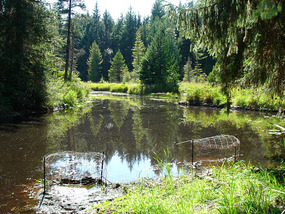 Hike to Melda's Marsh