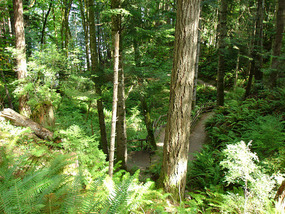Trail down to Seal Bay