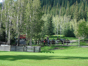 Horse trail riding at Ole entrance B n B