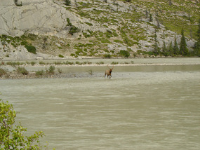 Male elk crossing river outside of Jasper