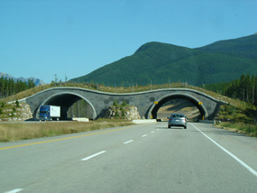 Highway tunnels for the animals to cross over