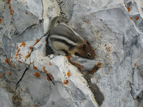 Squirrel on Sulphur Mountain