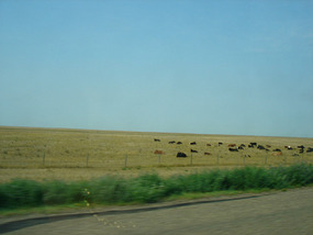 Cattle farm on way to Regina