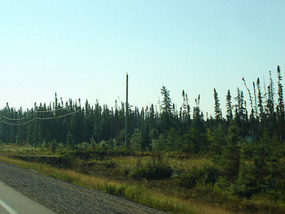 Spruce trees to White River look very dead