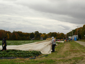 Labourers picking strawberries