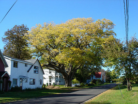 Biggest tree on Prince Edward Island