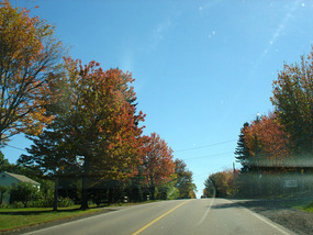 Autumn maples in Hillsborough