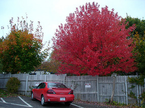 Beautiful autumn sugar maple at B&B