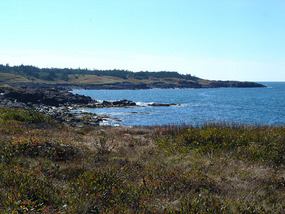 Seals in distance at Seal Cove