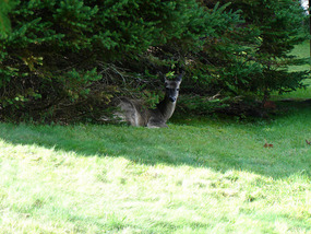 Mother deer resting