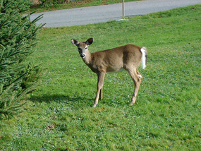 Small deer near our Motel