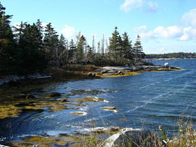 Forest on coastline at Terence Bay