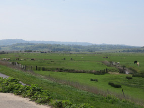 Cattle grazing in fields