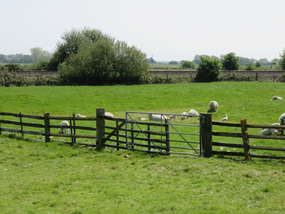 Sheep grazing country