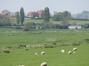 Sheep grazing with Farm house's in distance