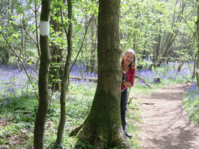 Walk through the bluebells in nearby woods