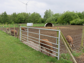 Pigs feeding in their paddock