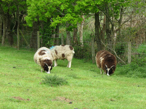 Sheep grazing in paddock