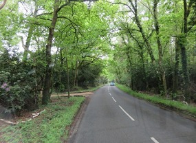 Driving through New Forest National Park