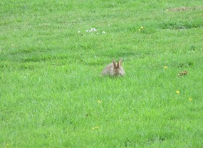 Rabbits eating the grass