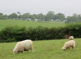 Grazing sheep & Heligan Caravan Park in distance