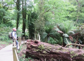 Richard admiring the jungle