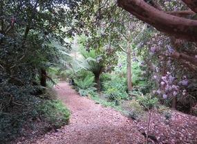 Tropical trail