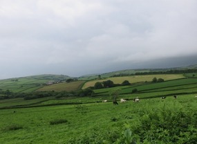 Cows grazing in the distant fields
