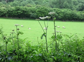 Cycling by fields of sheep grazing