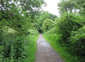 Peaceful cycling the canopy wooded trail