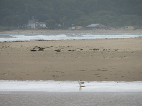 Oxwich on the seafront