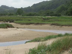 Sea marshlands