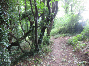 Steep trail through woods to beach