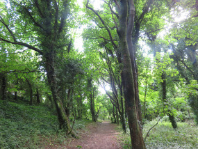 Trail to beach through woods