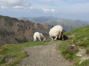 Sheep grazing on the edge of the mountainside