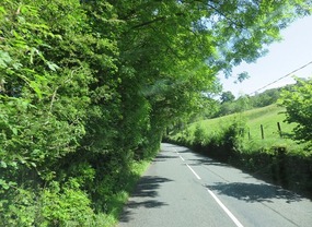 Hidden stone walls by roadside