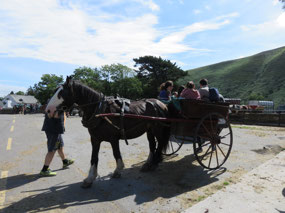 Jaunting Cars are a hazard on the roads