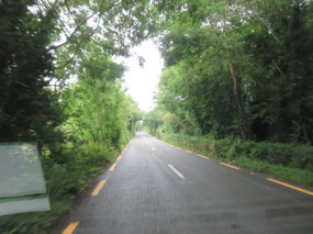 Driving through tree lined road