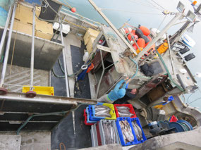 Early morning catch on fishing trawlers