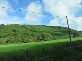 Pine forest all along the coast on A77 road