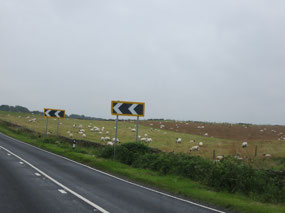 North York Moors is suitable for sheep & cattle