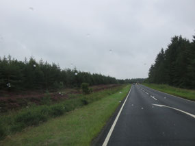 Pine forest in the heather moorland of North York