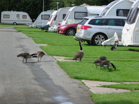 Family of Canadian Geese
