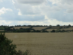 Grain crops by A52 to Grantham
