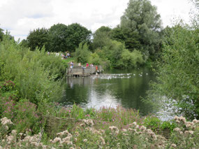Feeding the ducks & swans at Overton Lake